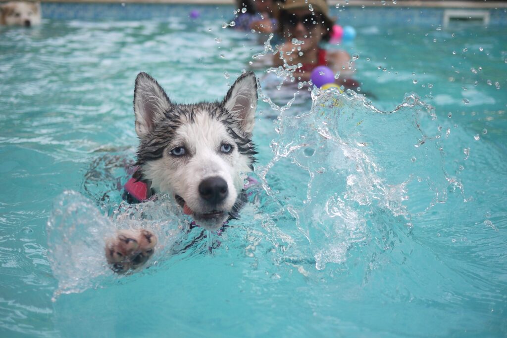 dog in pool Shepherdstown​, WV