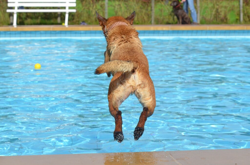 Berkely County WV Water Hauling dog jumping into pool
